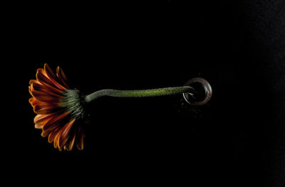 Close-up of flower over black background