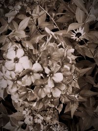 Close-up of white flowers