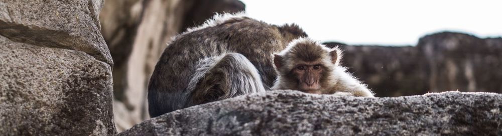 Monkey sitting on rock