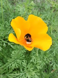 Close-up of bee on yellow flower