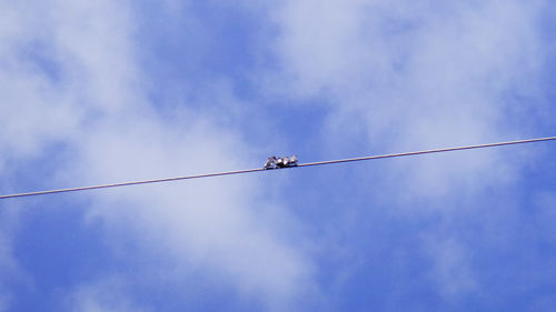 Low angle view of birds perching on cable against sky