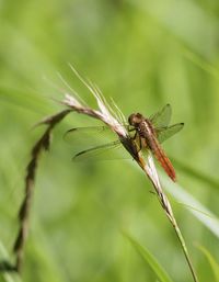 Close-up of insect