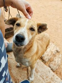 High angle view of person holding dog