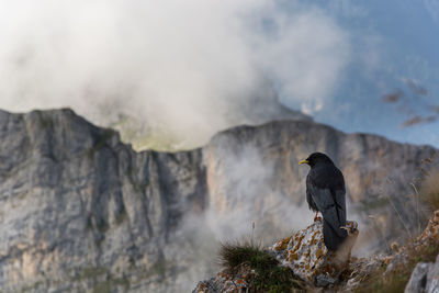 Bird perching on rock