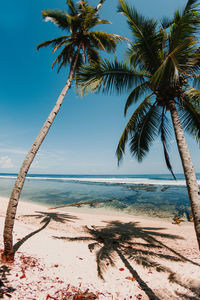 Palm trees on beach against sky