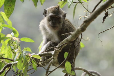 Portrait of monkey sitting on tree branch