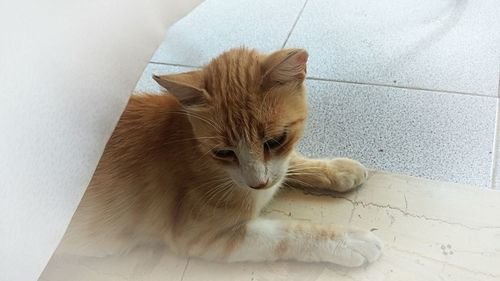 Close-up of cat sitting on floor