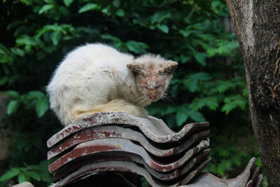 View of a cat sitting outdoors