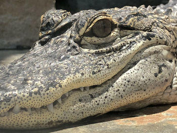 Close-up of a turtle