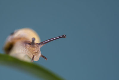 Macro photography snail or slug on the age of a leaf looking at the side ...face or front view.