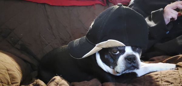 High angle portrait of dog relaxing at home