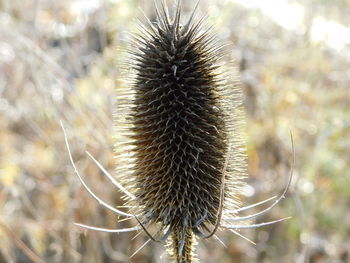 Close-up of dried plant