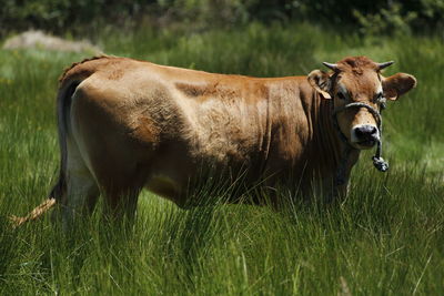 Cow in a field