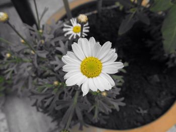 Close-up of white daisy flowers