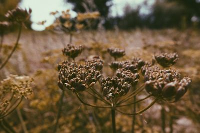 Close-up of wilted plant on field