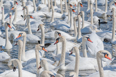 View of seagulls on lake