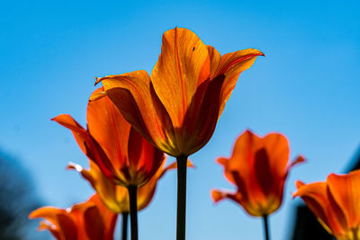Low angle view of orange flowering plant against blue sky