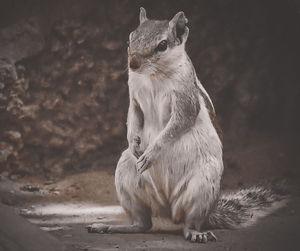 mammal