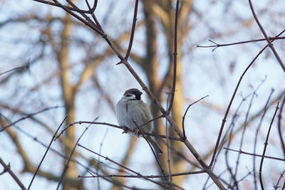bird