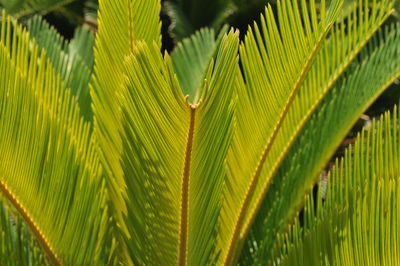 Close-up of palm tree leaves