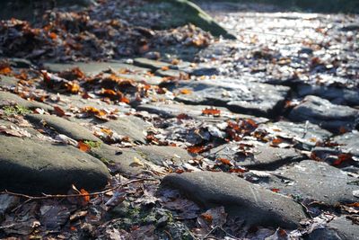 High angle view of rocks on shore