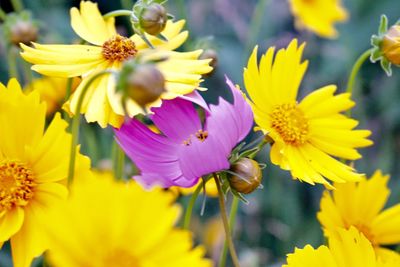 Close-up of yellow flowering plant