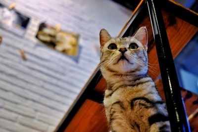 Portrait of tabby cat on table