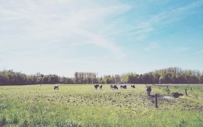 Horses grazing on grassy field