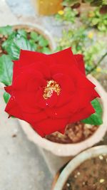 Close-up high angle view of red flower