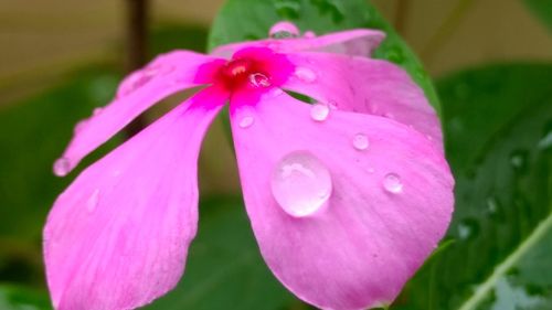 Close-up of wet pink flower blooming outdoors