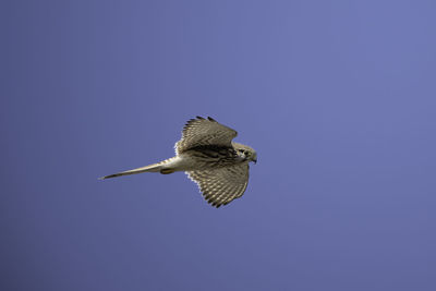 Low angle view of bird flying against clear blue sky