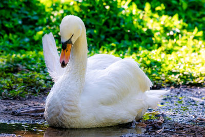 Close-up of swan in lake