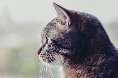 Close-up of a cat looking away