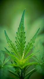 Close-up of plant
