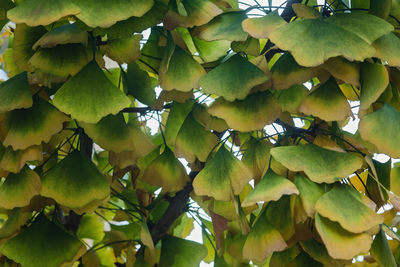 Full frame shot of green leaves