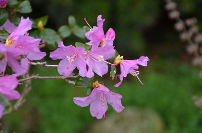 Close-up of pink flowering plant