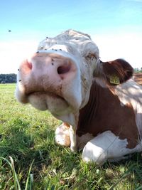 View of cow on field
