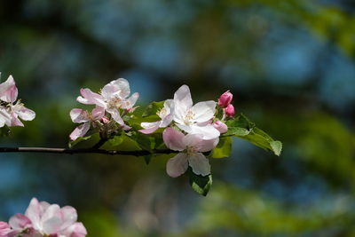 Close-up of pink cherry blossoms