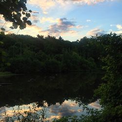 Reflection of trees in lake