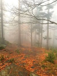 Trees in forest against sky