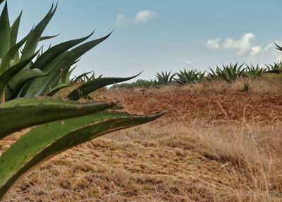 Close-up of plant growing on field against sky