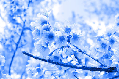 Close-up of purple flowering plant against blue sky