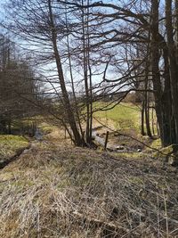 Bare trees on field in forest