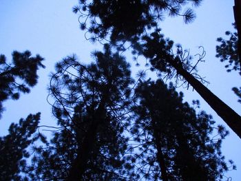 Low angle view of trees against blue sky