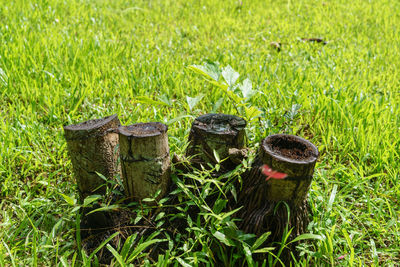 Plants growing on field