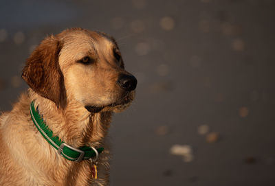 Close-up of a dog looking away