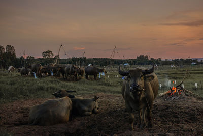 Cows on field against sky during sunset