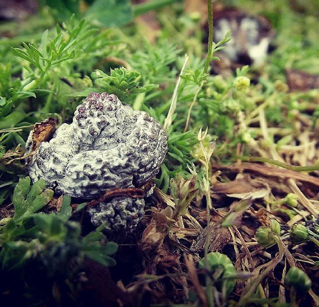 growth, plant, close-up, leaf, animal themes, nature, field, one animal, grass, selective focus, green color, wildlife, high angle view, animals in the wild, focus on foreground, day, outdoors, mushroom, ground, no people