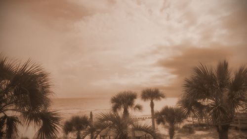 Palm trees on beach against sky