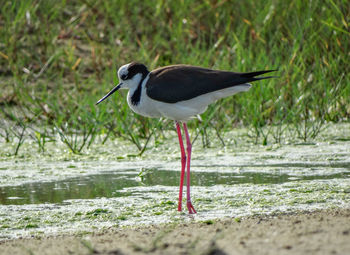 Side view of a bird on water